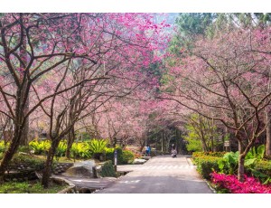 活動年曆-日月潭櫻花季1月至3月